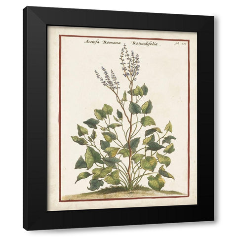 Munting Botanicals V Black Modern Wood Framed Art Print by Munting, Abraham