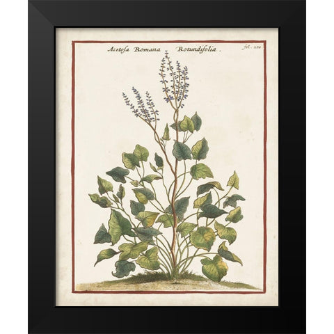 Munting Botanicals V Black Modern Wood Framed Art Print by Munting, Abraham