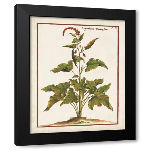 Munting Botanicals VI Black Modern Wood Framed Art Print with Double Matting by Munting, Abraham