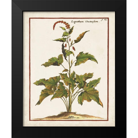 Munting Botanicals VI Black Modern Wood Framed Art Print by Munting, Abraham