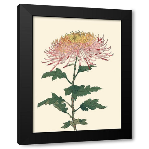 Chrysanthemum Woodblock II Black Modern Wood Framed Art Print by Unknown