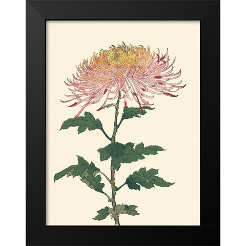 Chrysanthemum Woodblock II Black Modern Wood Framed Art Print by Unknown