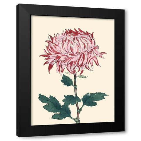 Chrysanthemum Woodblock IV Black Modern Wood Framed Art Print by Unknown