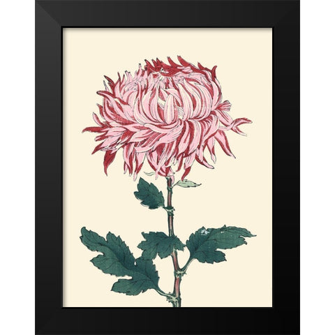 Chrysanthemum Woodblock IV Black Modern Wood Framed Art Print by Unknown