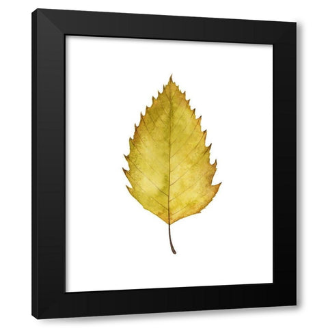 Fall Leaf Study I Black Modern Wood Framed Art Print with Double Matting by Popp, Grace