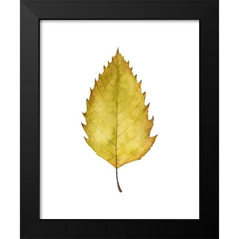 Fall Leaf Study I Black Modern Wood Framed Art Print by Popp, Grace