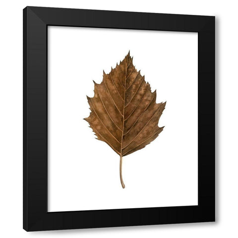 Fall Leaf Study III Black Modern Wood Framed Art Print with Double Matting by Popp, Grace