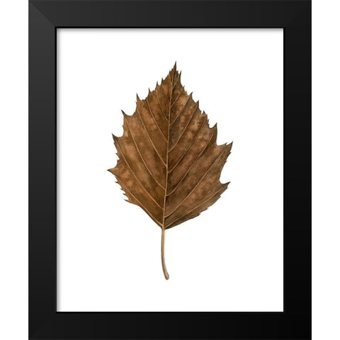 Fall Leaf Study III Black Modern Wood Framed Art Print by Popp, Grace