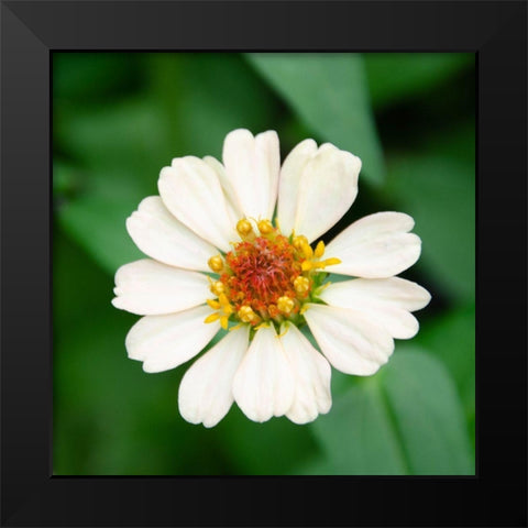 Cropped Garden Flowers I Black Modern Wood Framed Art Print by DeNardo, Laura