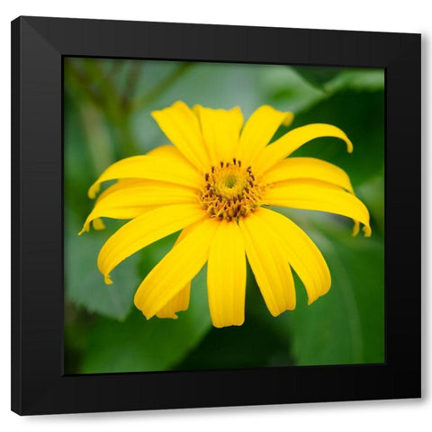 Cropped Garden Flowers II Black Modern Wood Framed Art Print by DeNardo, Laura