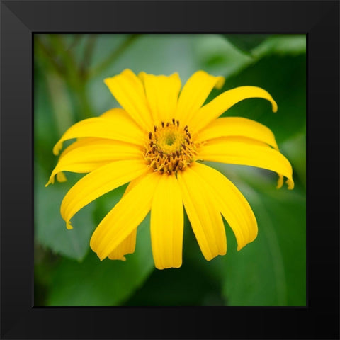 Cropped Garden Flowers II Black Modern Wood Framed Art Print by DeNardo, Laura
