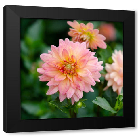 Cropped Garden Flowers III Black Modern Wood Framed Art Print by DeNardo, Laura