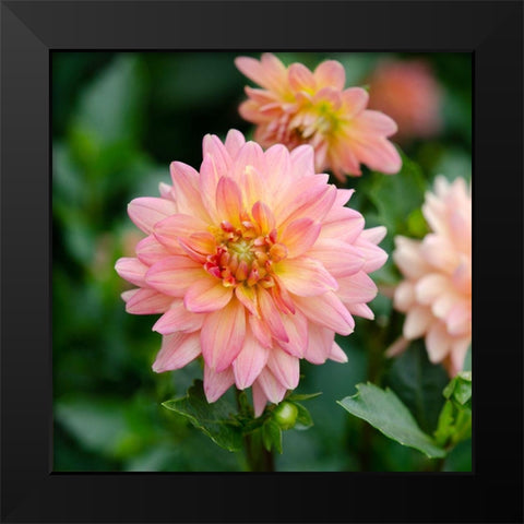 Cropped Garden Flowers III Black Modern Wood Framed Art Print by DeNardo, Laura