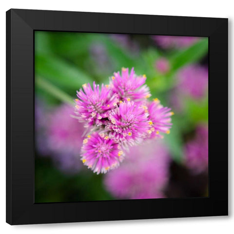 Cropped Garden Flowers IV Black Modern Wood Framed Art Print by DeNardo, Laura