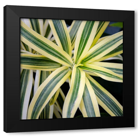 Cropped Garden Leaves I Black Modern Wood Framed Art Print with Double Matting by DeNardo, Laura