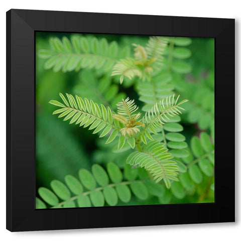 Cropped Garden Leaves II Black Modern Wood Framed Art Print with Double Matting by DeNardo, Laura