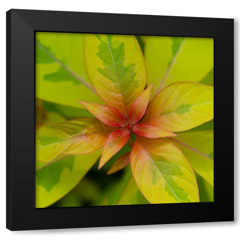 Cropped Garden Leaves III Black Modern Wood Framed Art Print by DeNardo, Laura