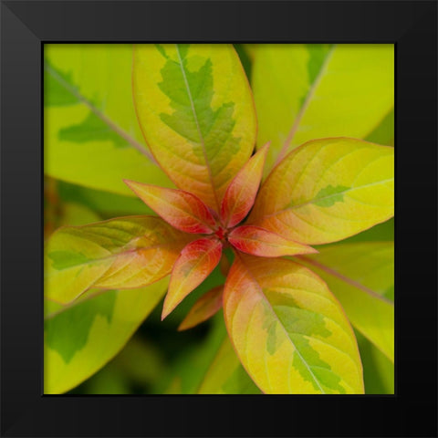 Cropped Garden Leaves III Black Modern Wood Framed Art Print by DeNardo, Laura