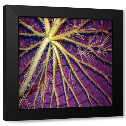 Cropped Garden Leaves IV Black Modern Wood Framed Art Print by DeNardo, Laura