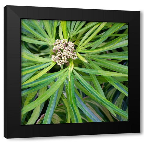 Cropped Garden Leaves V Black Modern Wood Framed Art Print by DeNardo, Laura