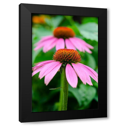 Pink Coneflowers I Black Modern Wood Framed Art Print by DeNardo, Laura