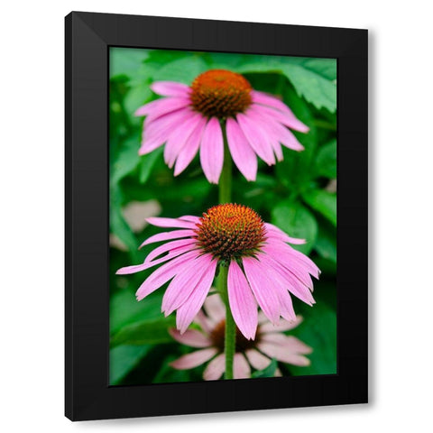 Pink Coneflowers II Black Modern Wood Framed Art Print with Double Matting by DeNardo, Laura