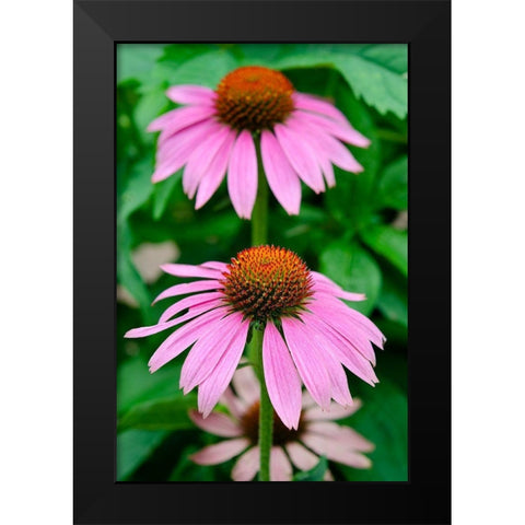 Pink Coneflowers II Black Modern Wood Framed Art Print by DeNardo, Laura