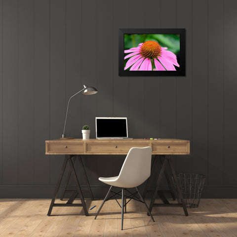 Pink Coneflowers III Black Modern Wood Framed Art Print by DeNardo, Laura