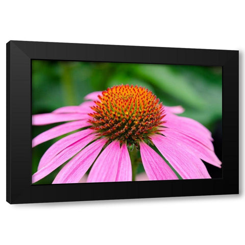 Pink Coneflowers III Black Modern Wood Framed Art Print by DeNardo, Laura