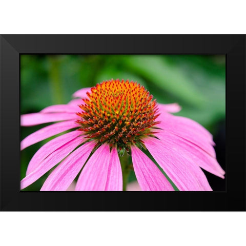 Pink Coneflowers III Black Modern Wood Framed Art Print by DeNardo, Laura