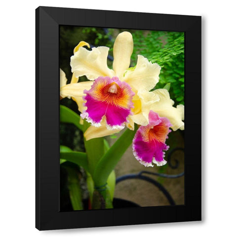 Garden Array I Black Modern Wood Framed Art Print by DeNardo, Laura