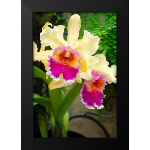 Garden Array I Black Modern Wood Framed Art Print by DeNardo, Laura