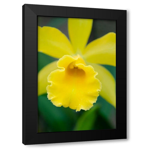 Garden Array II Black Modern Wood Framed Art Print by DeNardo, Laura