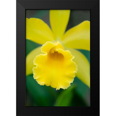 Garden Array II Black Modern Wood Framed Art Print by DeNardo, Laura