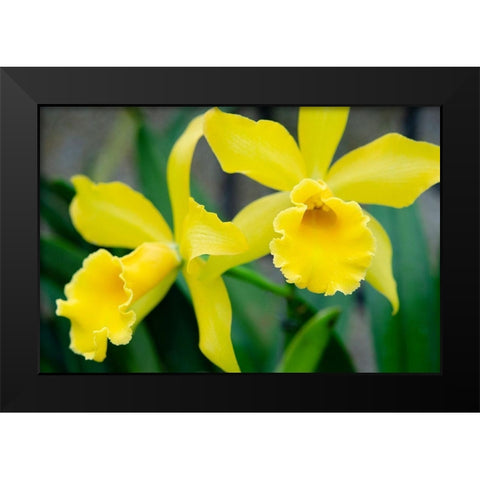 Garden Array III Black Modern Wood Framed Art Print by DeNardo, Laura