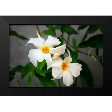 Garden Array IV Black Modern Wood Framed Art Print by DeNardo, Laura