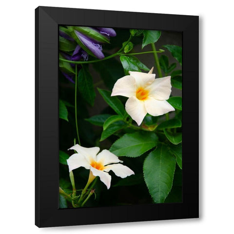 Garden Array V Black Modern Wood Framed Art Print by DeNardo, Laura
