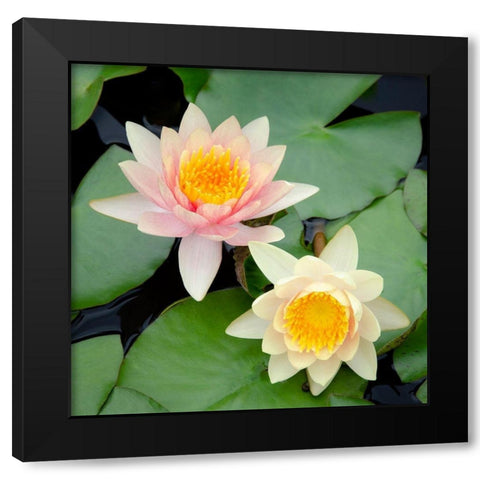Water Lily Flowers I Black Modern Wood Framed Art Print with Double Matting by DeNardo, Laura