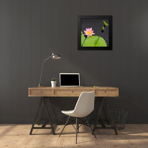 Water Lily Flowers II Black Modern Wood Framed Art Print by DeNardo, Laura