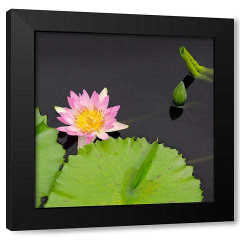 Water Lily Flowers II Black Modern Wood Framed Art Print by DeNardo, Laura