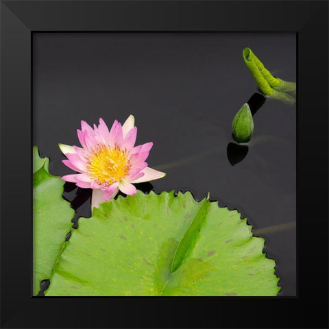 Water Lily Flowers II Black Modern Wood Framed Art Print by DeNardo, Laura