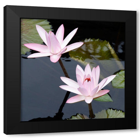 Water Lily Flowers III Black Modern Wood Framed Art Print by DeNardo, Laura