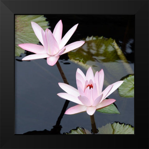 Water Lily Flowers III Black Modern Wood Framed Art Print by DeNardo, Laura