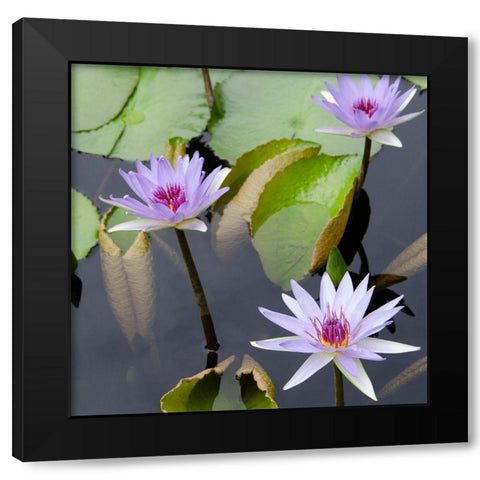 Water Lily Flowers IV Black Modern Wood Framed Art Print by DeNardo, Laura