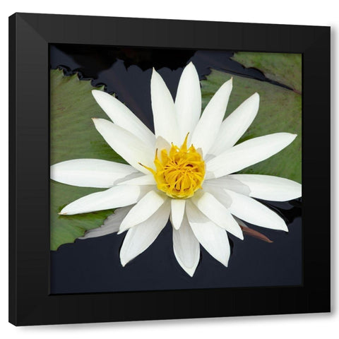 Water Lily Flowers V Black Modern Wood Framed Art Print by DeNardo, Laura