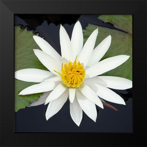 Water Lily Flowers V Black Modern Wood Framed Art Print by DeNardo, Laura