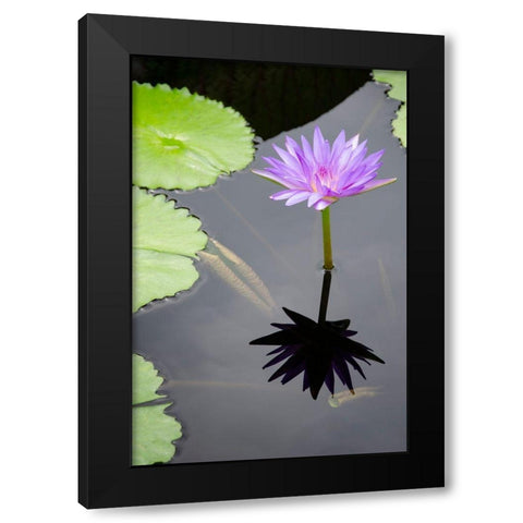 Water Lily Flowers VI Black Modern Wood Framed Art Print by DeNardo, Laura