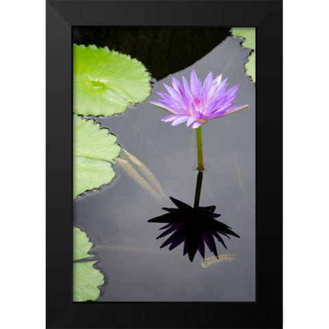 Water Lily Flowers VI Black Modern Wood Framed Art Print by DeNardo, Laura