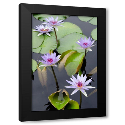 Water Lily Flowers VII Black Modern Wood Framed Art Print with Double Matting by DeNardo, Laura