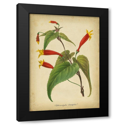 Vermillion Blooms IV Black Modern Wood Framed Art Print by Paxton